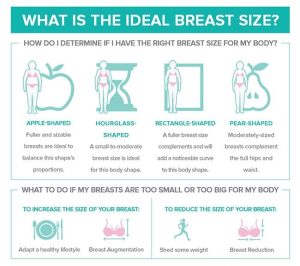 Perfect Breasts: The Science Behind Their Shape and Size - Bloomsies