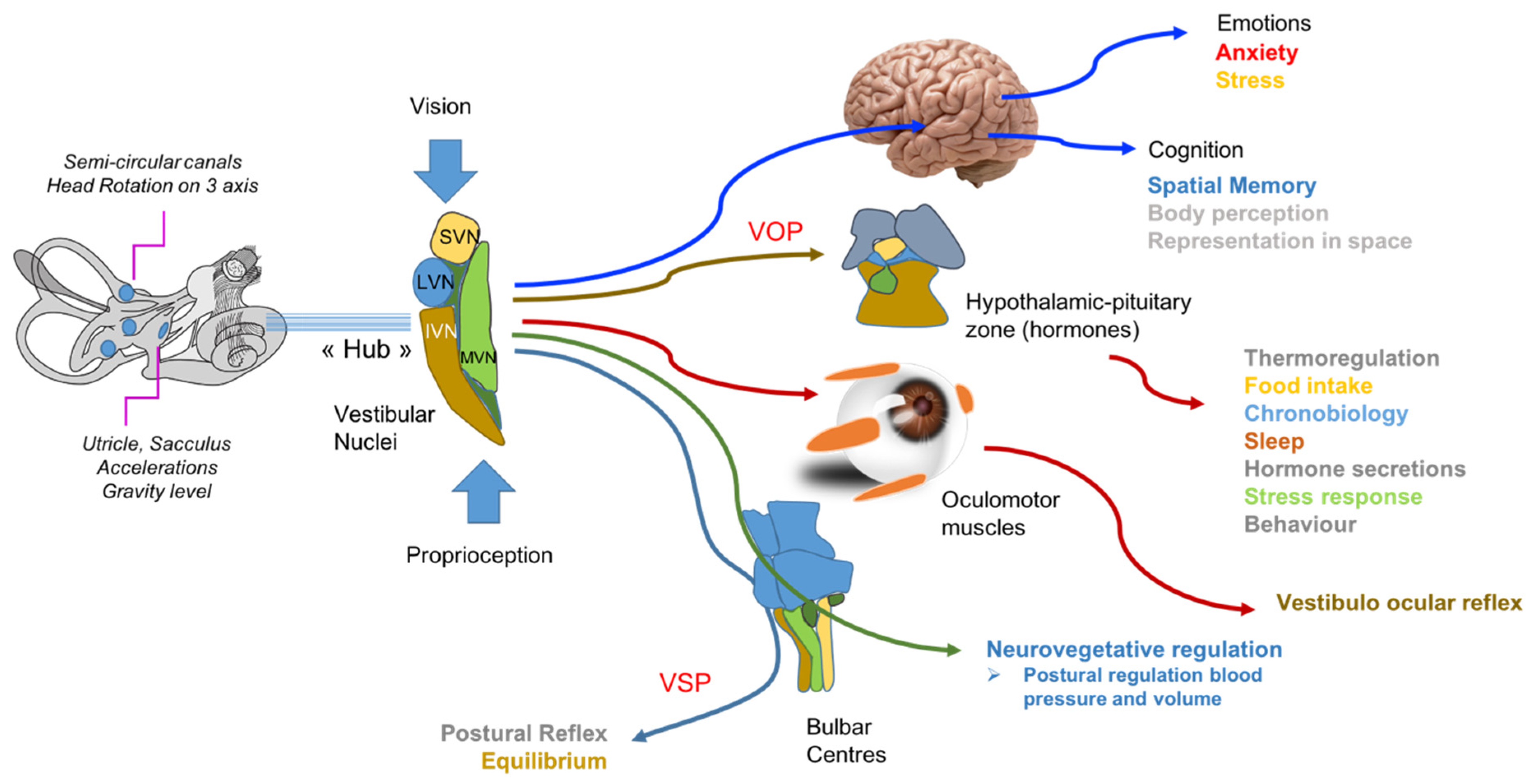 can-stress-cause-vertigo-understanding-the-link-between-mental-health