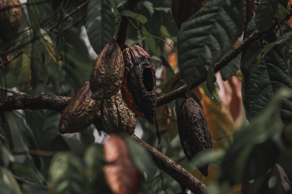 Cocoa Village Hotel Exploring the Charming Heart of Historic Cocoa