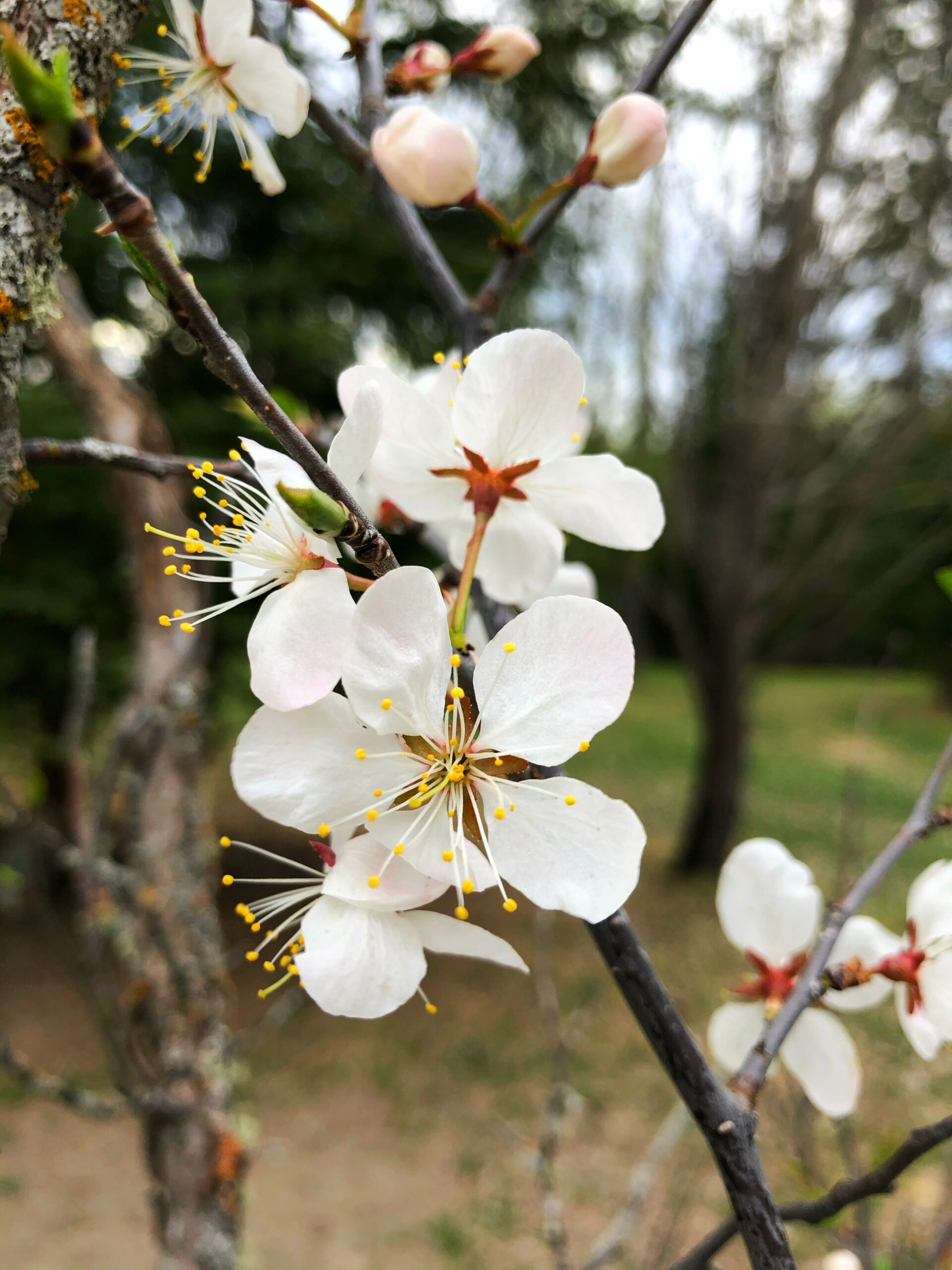 Crab Apple Benefits Discover the Hidden Nutritional Value Bloomsies