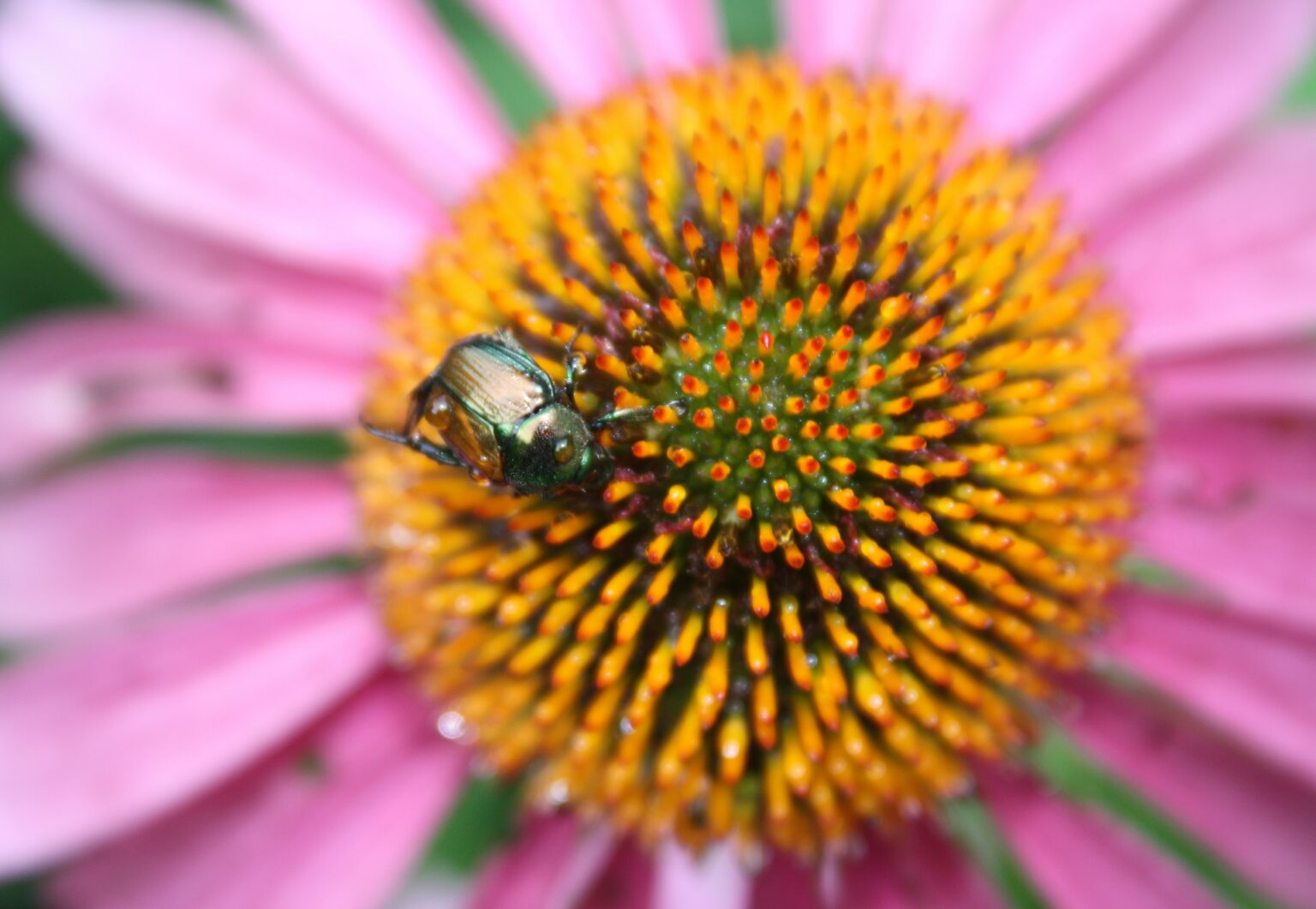 Echinacea Angustifolia vs Purpurea: Understanding the Differences ...