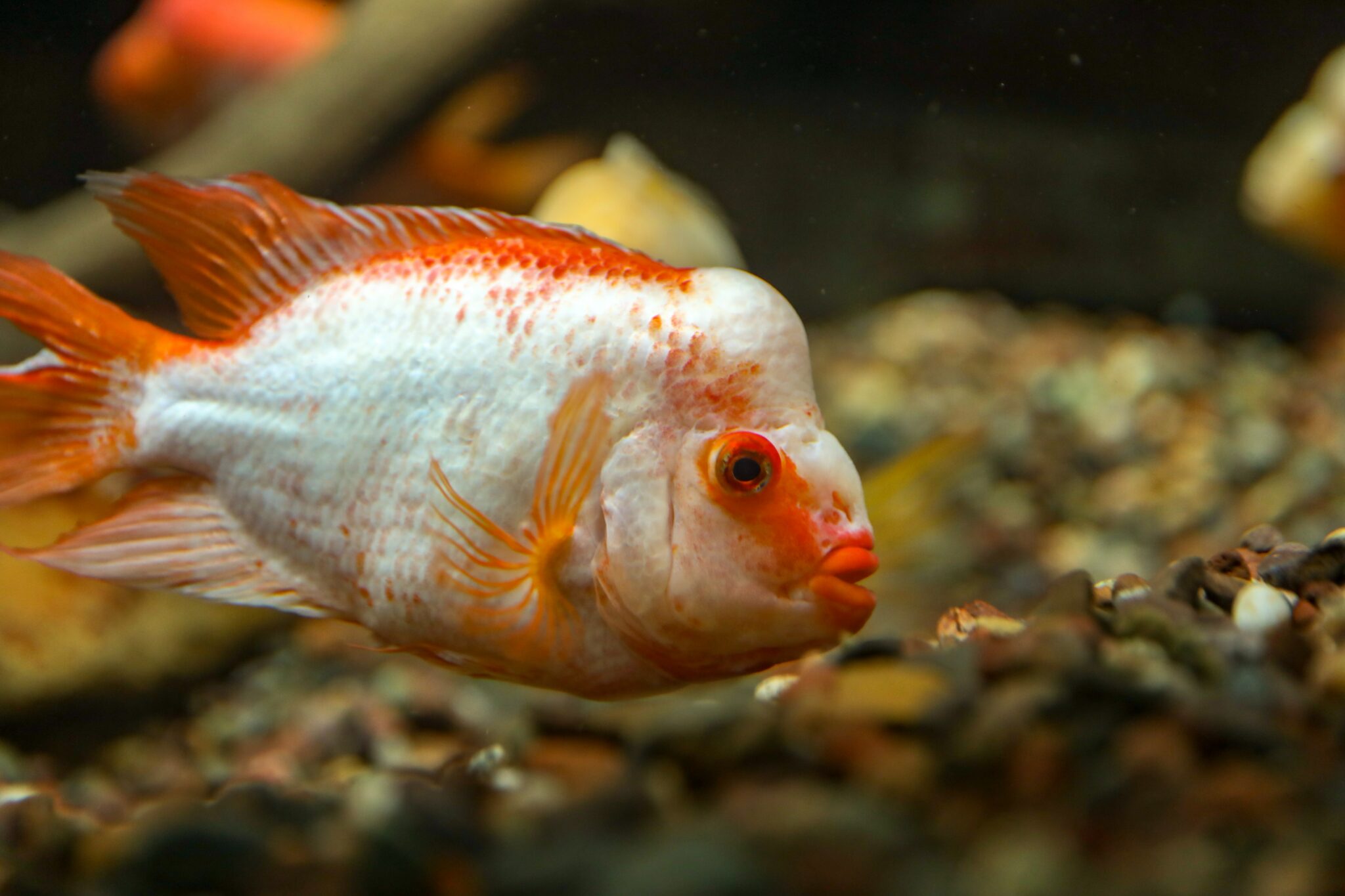 Worst Freshwater Fish to Eat: Avoid These Culinary Disasters - Bloomsies