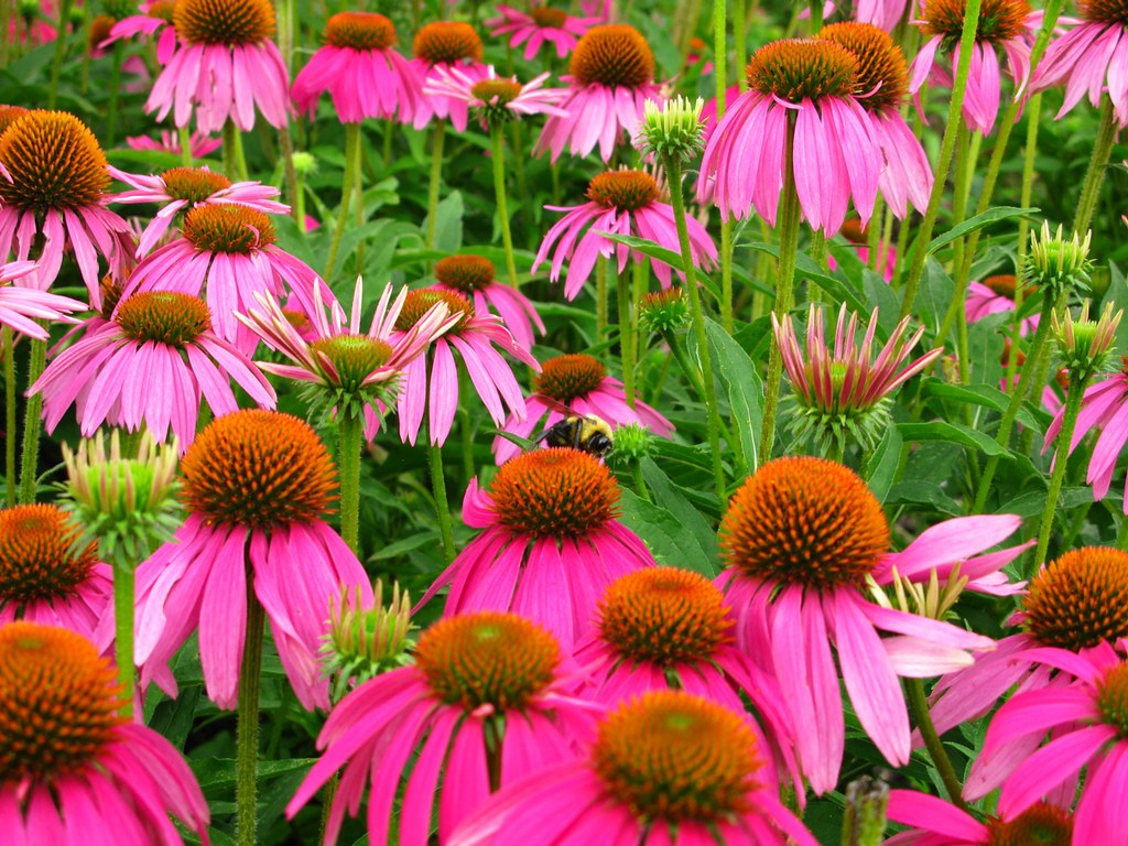 Bumble-bee field of flowers