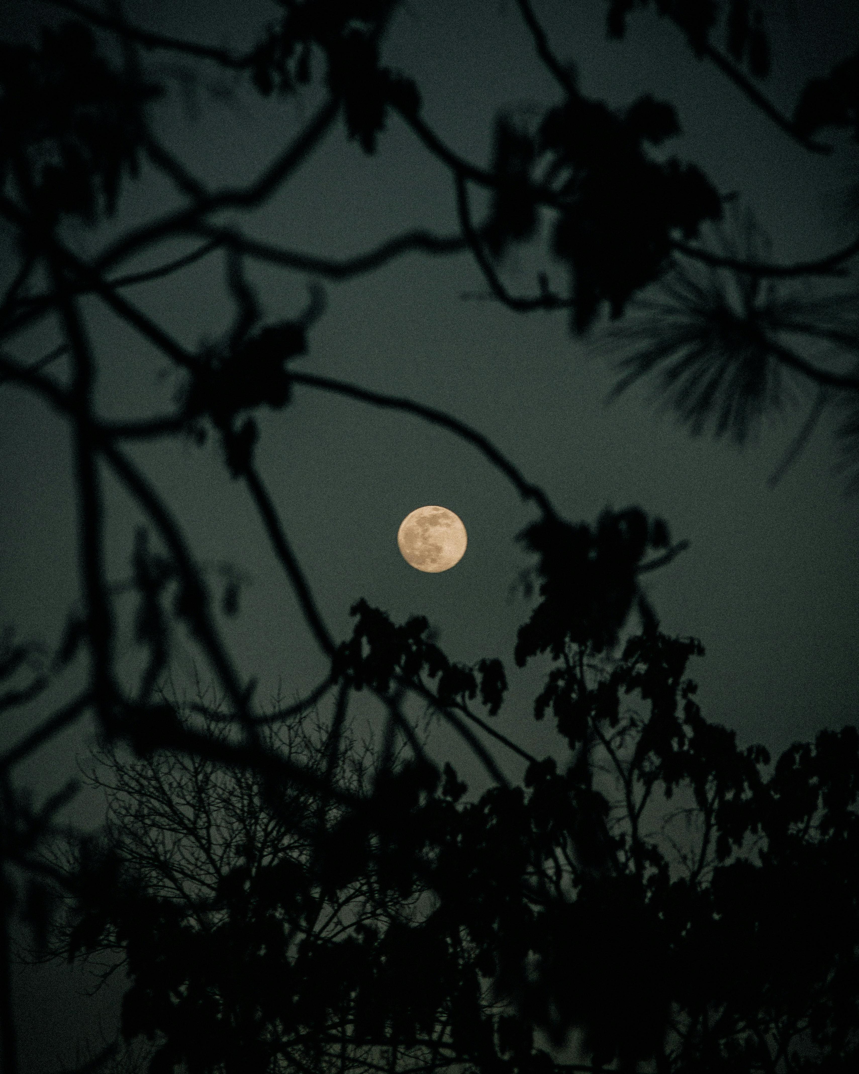 A serene night sky with a full moon framed by silhouetted tree branches, creating a moody scene.