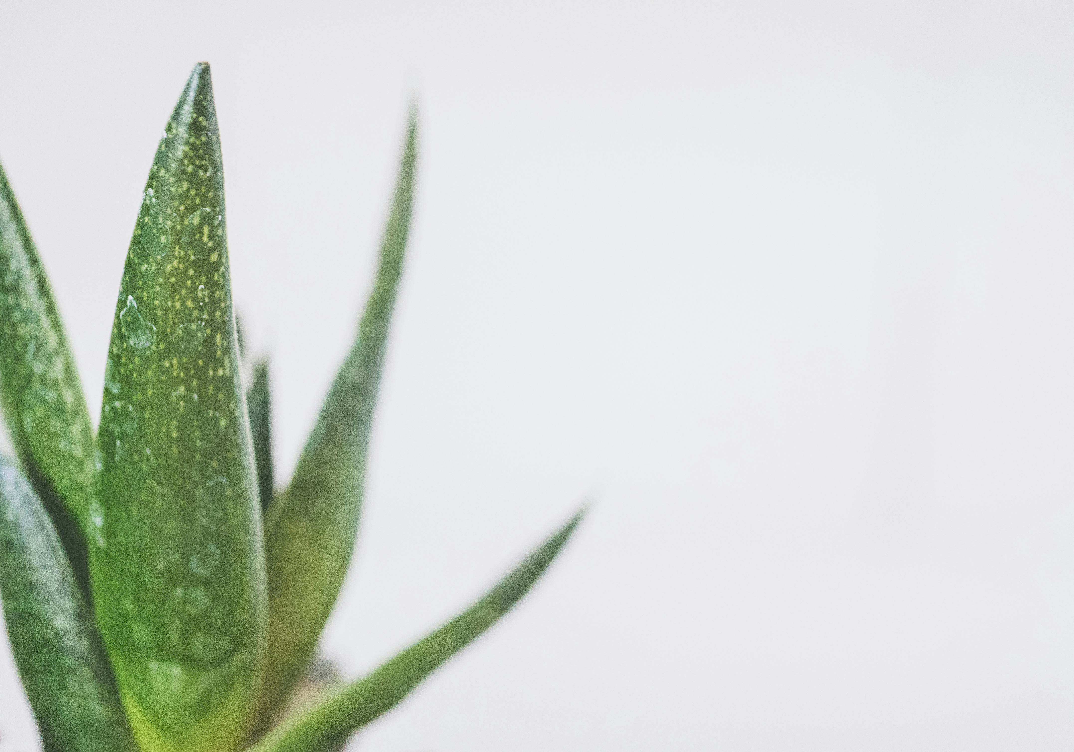 Close-up of a green aloe vera plant with water droplets on a white background, ideal for minimalist designs.