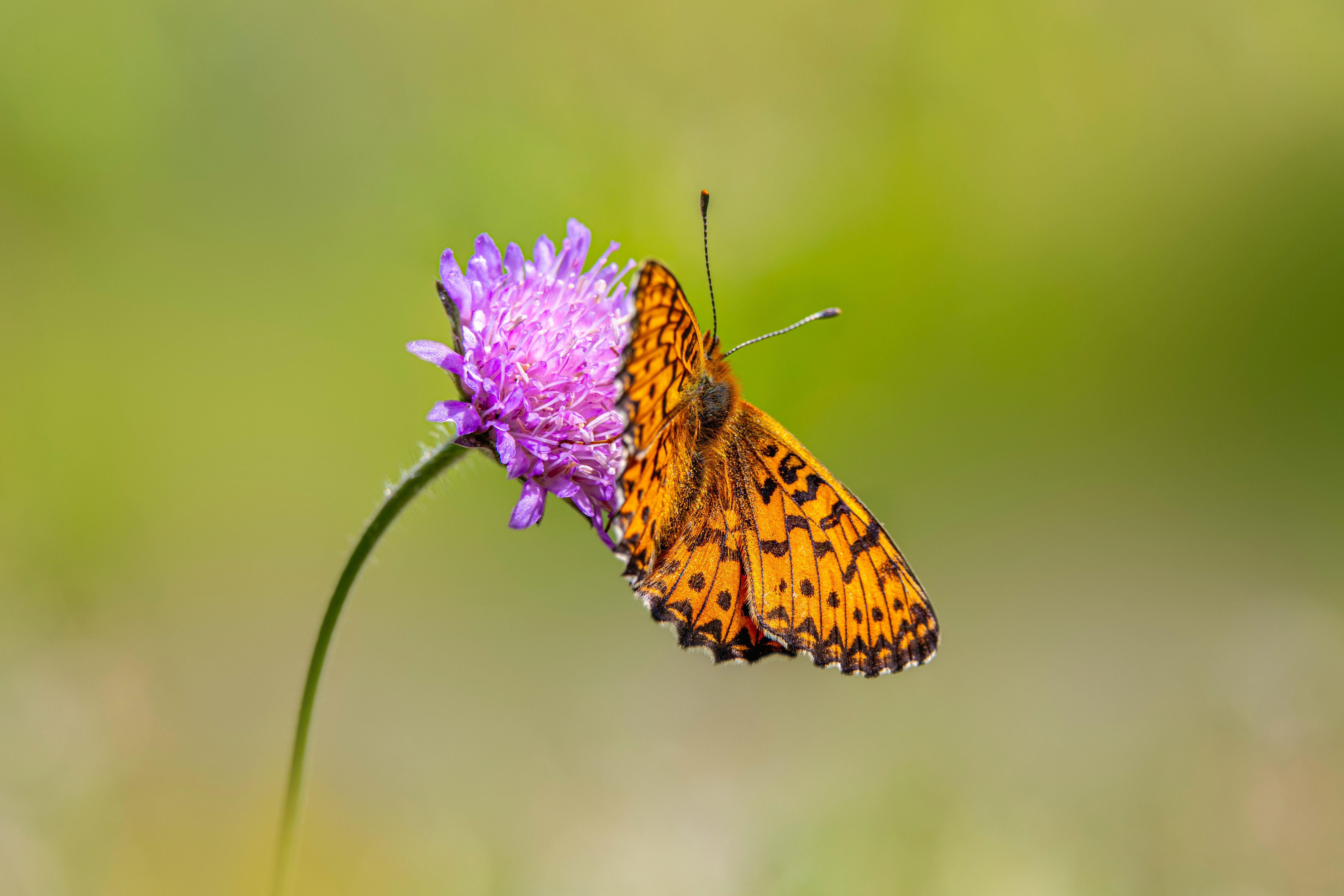 Free stock photo of behavior, boloria titania, breeding