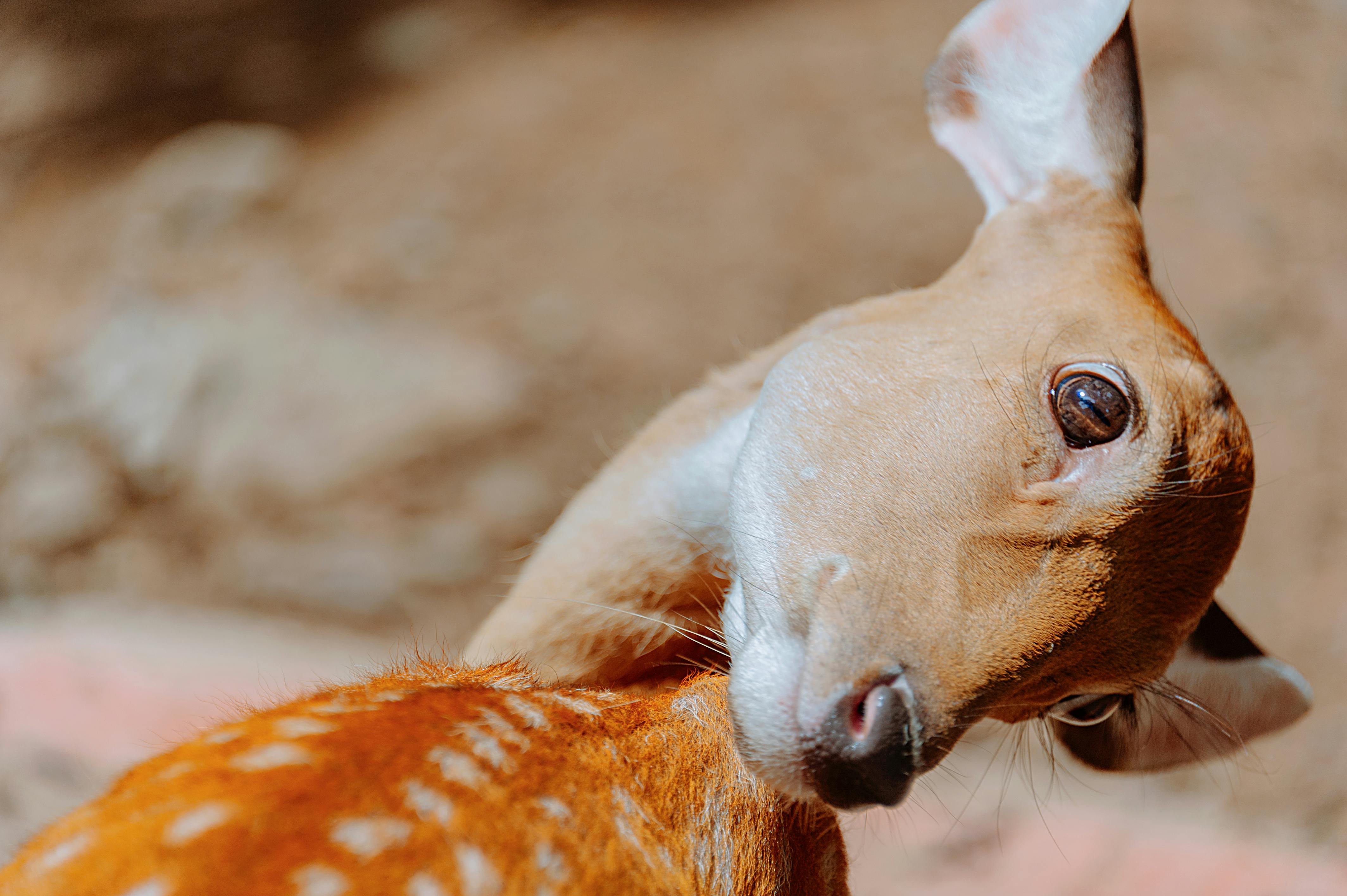 A close-up photo capturing a deer's curious expression in natural surroundings.