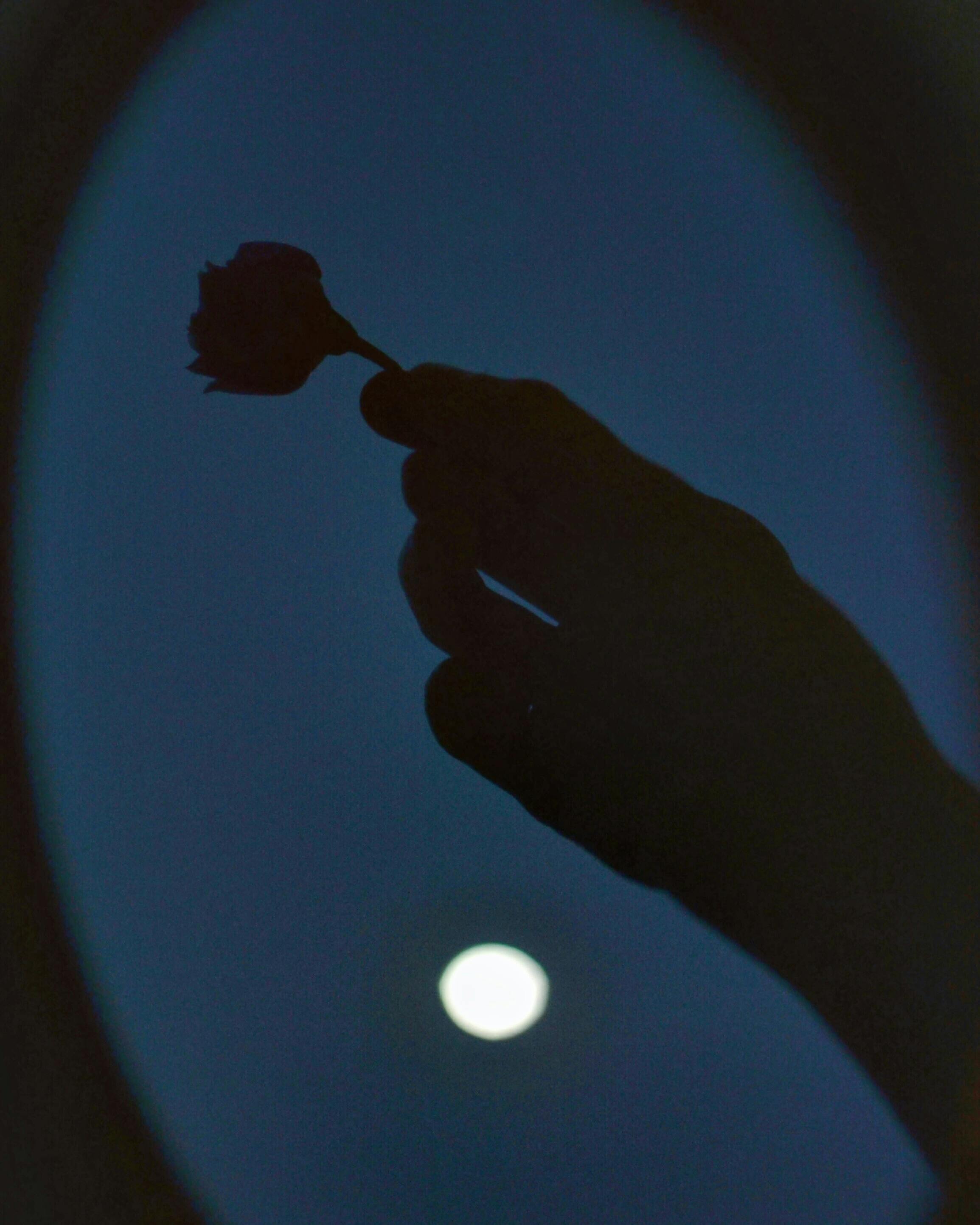 Silhouette of a hand holding a rose with the moon in the night sky, evoking a sense of mystery and romance.