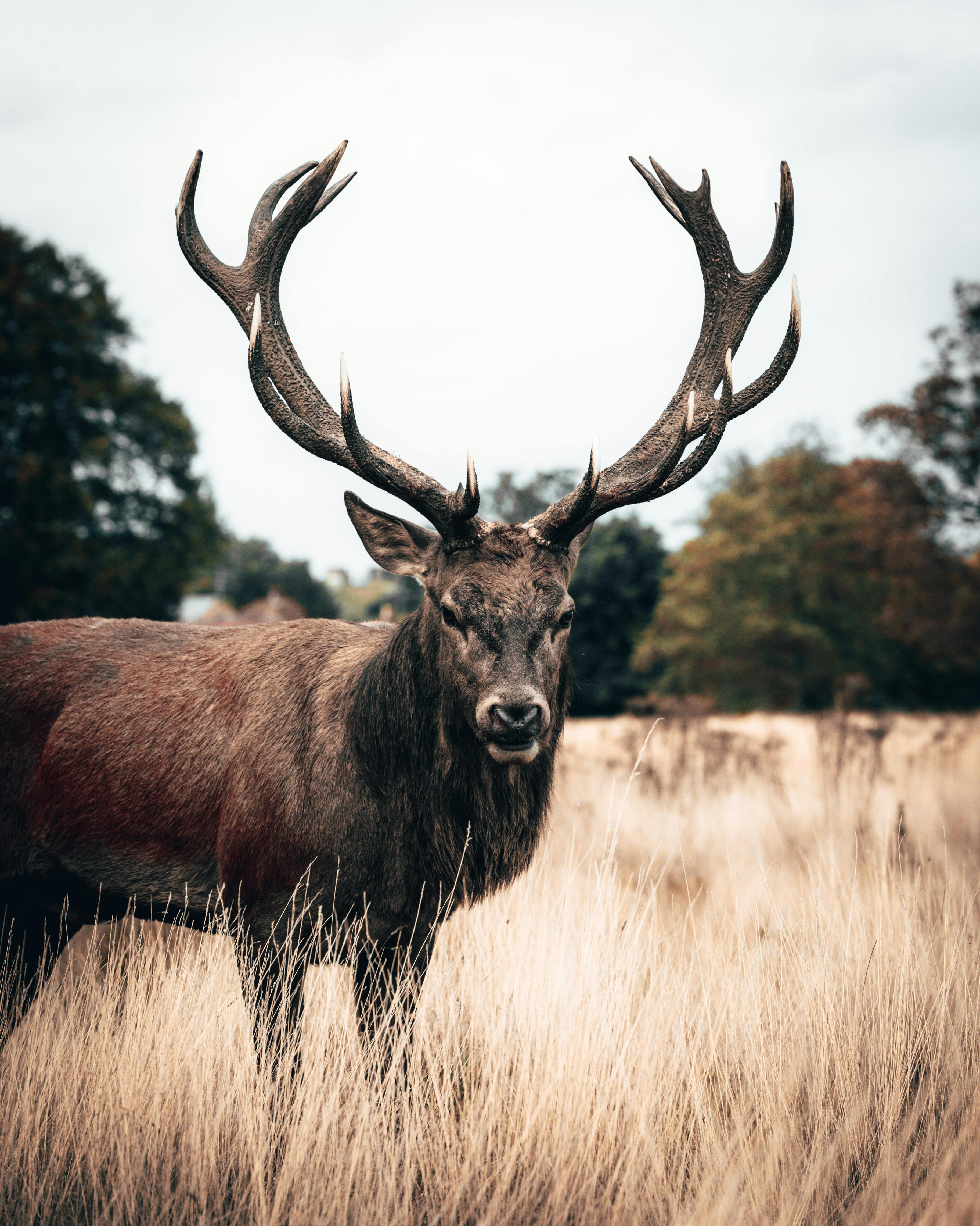 A majestic stag with large antlers standing in grassland in a London park. Perfect wildlife photography.