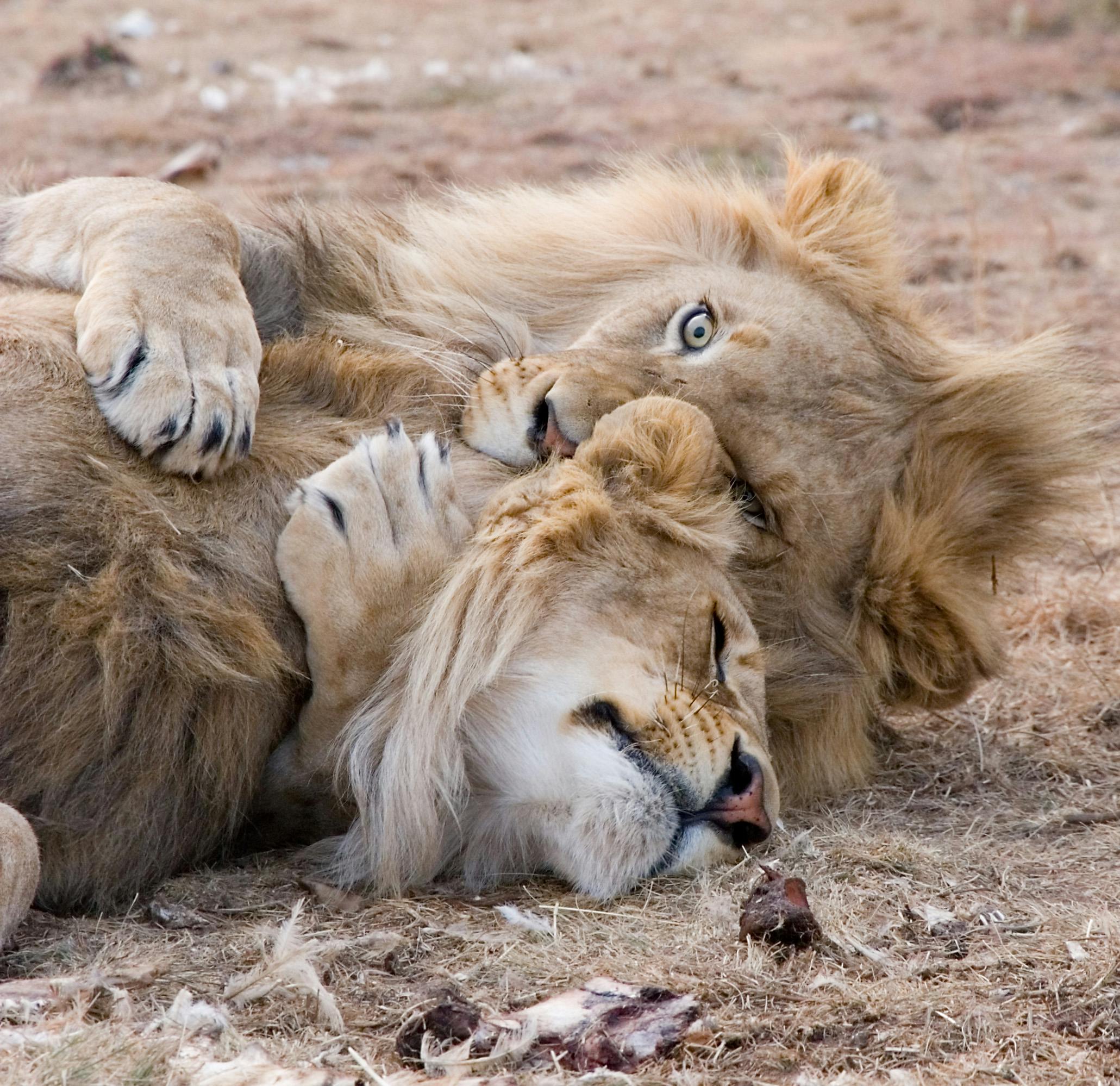 Two lions playfully wrestling on dry grass in Bo-Karoo, showcasing wildlife behavior.