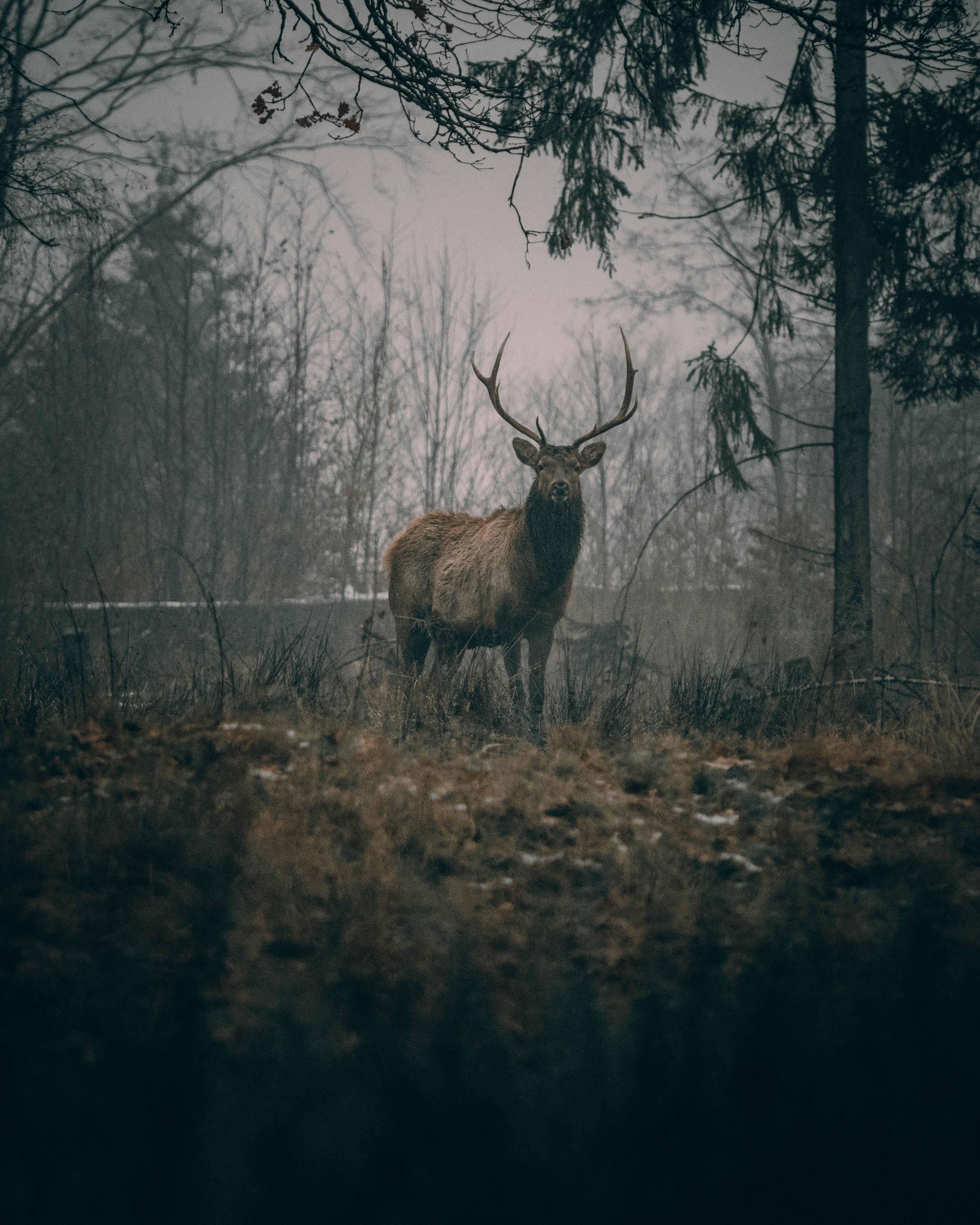 Wild brown deer with big horns standing on grassy field near trees while looking at camera in gloomy forest