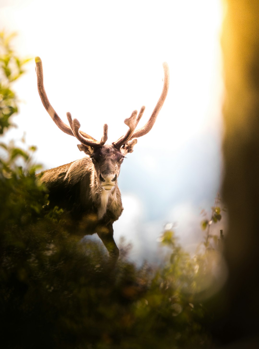 what does it mean when a deer stares at you