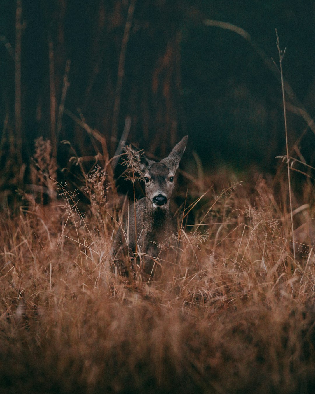 what does it mean when a deer stares at you