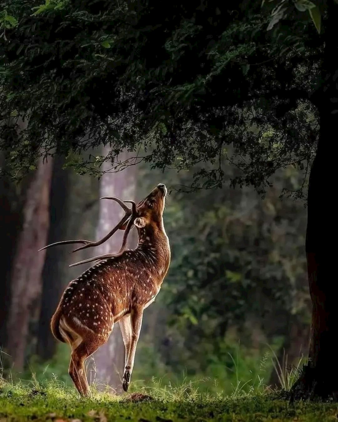 what does it mean when a deer stares at you