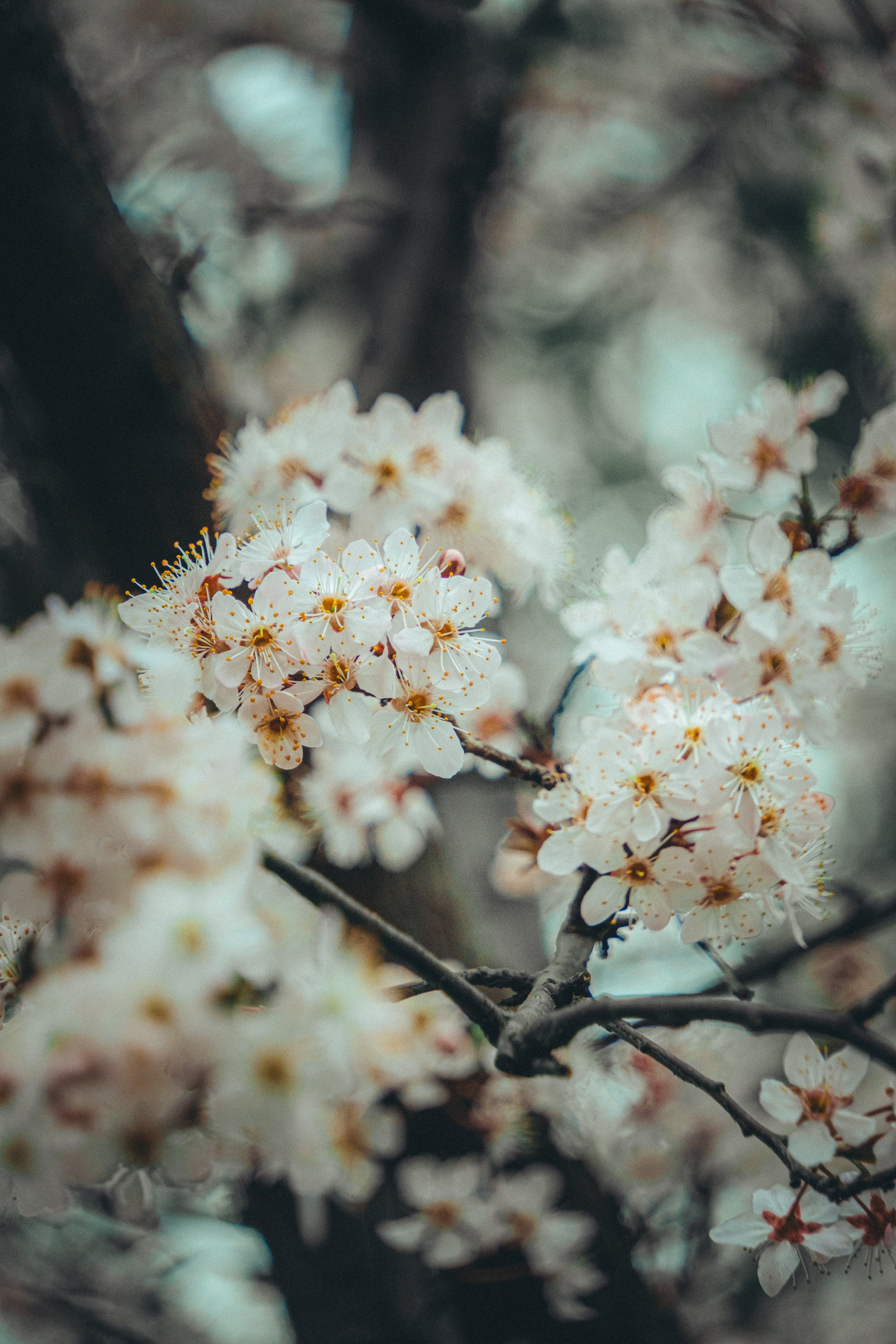 Serene image of blooming white cherry blossoms on tree branches, capturing the essence of spring.